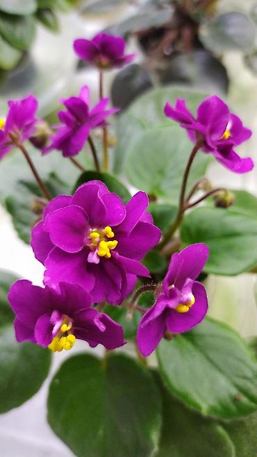 Фиалки и глоксинии: Продаются детки миниатюрных фиалок,крепкие,подрощенные.Сортов много — 4