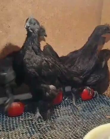 Xoruzlar: Tek 100 ayam zemani cut 200m .qap — 40