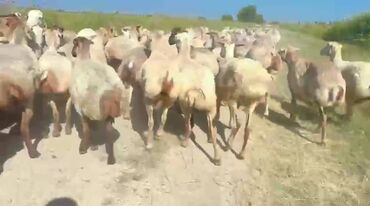 cins ineklerin satisi: 28 iyun 500 baş qardolaq sortu satlır nomre sefde var boxaz şişgler