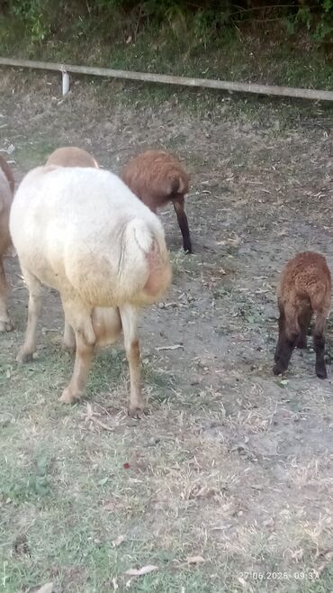 Qoyunlar, qoçlar: Satılır yaş 3 yarım qoçdu tuxumluq — 8