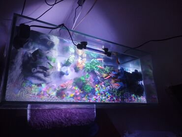 Собаки: Şüşə akvarium komplekti - Şəffaf şüşədən düzbucaqlı akvarium (təxmini
