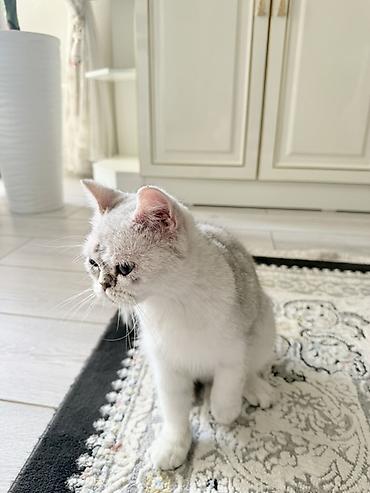 уй жаныбар: Шотландские вислоухие котята (Scottish Fold) серебристого окраса - — 4