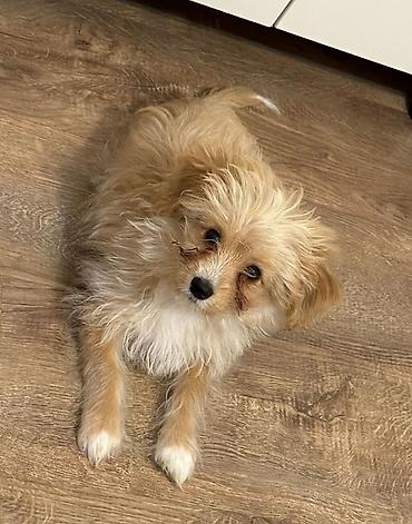 zvanok it satilir: Maltipoo cinsi itdir pasportu var her bir eşyası var çantası, şampunu — 1