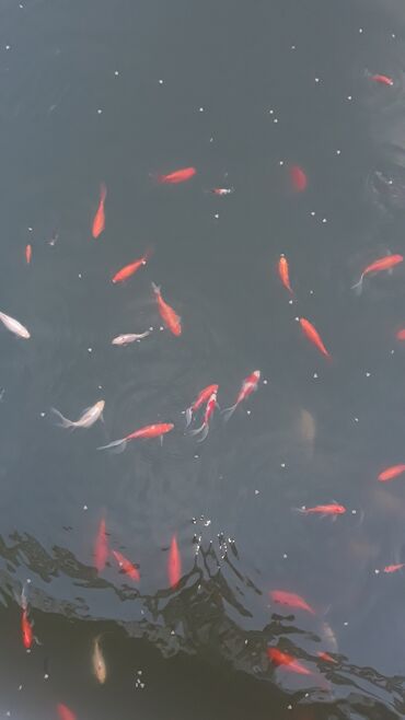 Akvariumlar: Yapon qizil baliqlari — 10