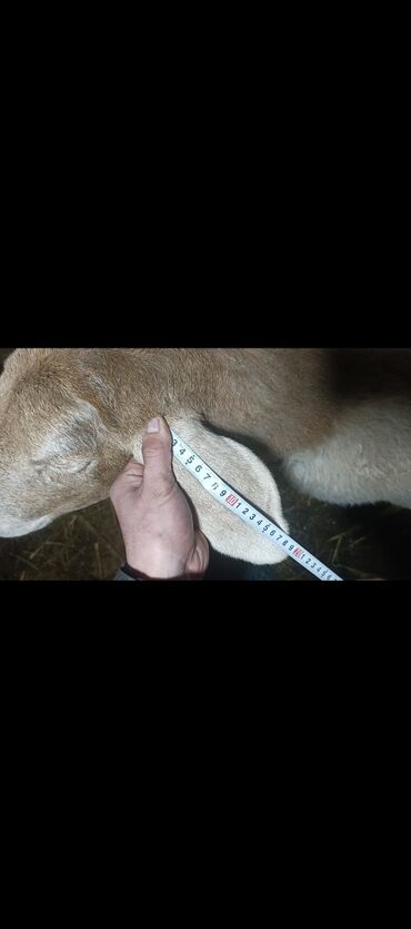 Баран, овца: Продаю | Овца (самка) | Арашан | Для разведения | Котные — 3