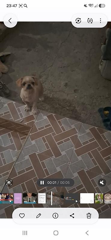 heyvan sahiblendirme: Pekines, 6 ay, Dişi, Peyvəndli, Ödənişli çatdırılma — 3