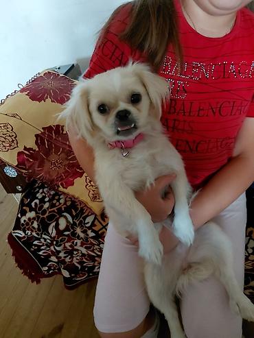 heyvan geyimi: Pekines — 2