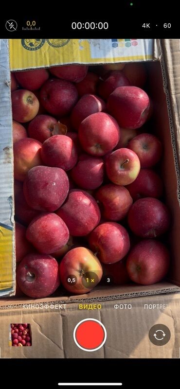 пленка для клубники цена бишкек: Яблоки Превосходное