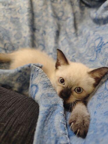 Mačke: Dostupno sijamsko mače muškog pola, naviknuto na kućne uslove, naučeno — 4