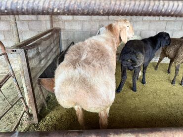 Бараны, овцы: Продаю | Баран (самец) | Арашан, Полукровка | Для разведения | Племенные, Осеменитель — 7