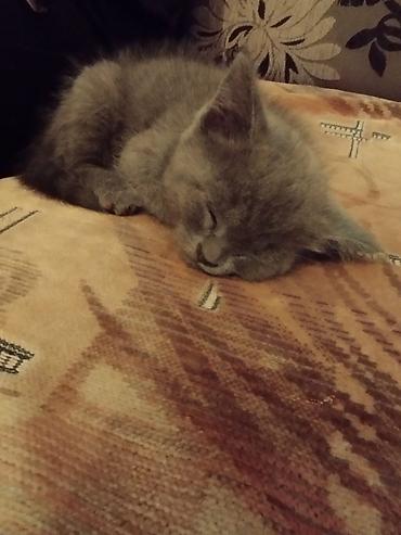 Pişiklər: Britan — 6