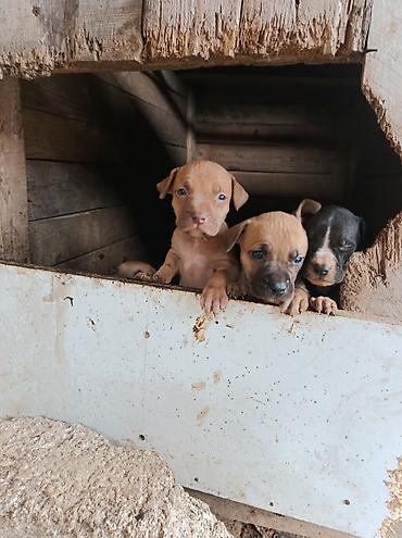 şpis itler: Pitbul, 1 ay, Erkək, Ödənişli çatdırılma — 10