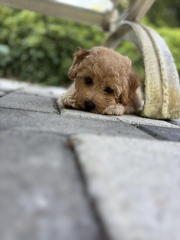 İplər, saplar: SATILIR: Toy Poodle bala – Gəncə Xüsusiyyətlər: - Cins: Toy Poodle — 4
