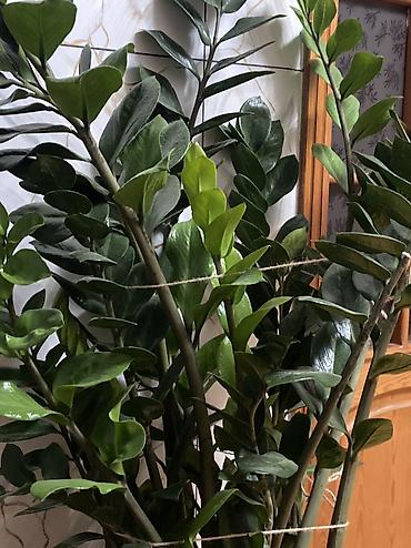 iris gulu: Dollar gülü-Zamioculcas 10 yaşı var azı.Boyu-1,6m Ev,Restoran və ofis — 3