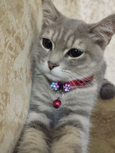 сколько стоит маленький котёнок: Шиншилла, Самка, В добрые руки, Самовывоз