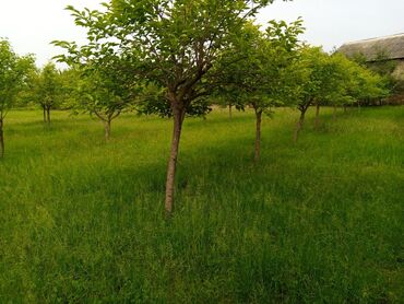 Torpaq sahələrinin satışı: 45 sot, Kənd təsərrüfatı, Mülkiyyətçi, Kupça (Çıxarış) -da lalafo.az — 6 Torpaq sahələrinin satışı: 45 sot, Kənd təsərrüfatı, Mülkiyyətçi, Kupça (Çıxarış) — 6