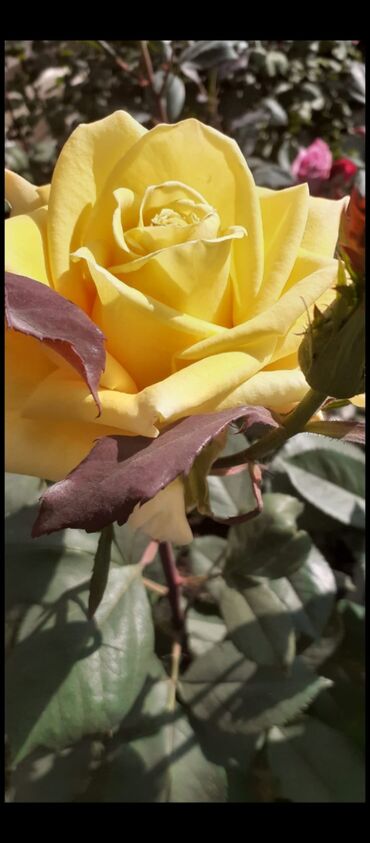 Tinglər: Məhsul: Gül kolları (gül tingləri) - Növlər və rənglər: - — 12