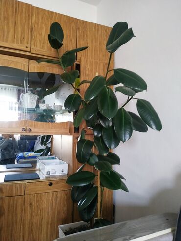 растения для офиса: Фикус черный принц.высота 2метра.г.Токмок