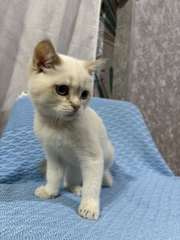 Pişiklər: Britan — 6