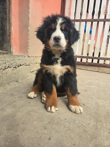 Psi: Bernski planinski pas štenci Na prodaju štenci BERNSKOG PLANINSKOG PSA — 2