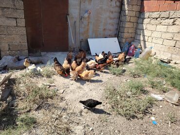 Köhnə tikili: Bakı, 4 otaqlı, Köhnə tikili, m. Gənclik, 84 kv. m -da lalafo.az — 9 Köhnə tikili: Bakı, 4 otaqlı, Köhnə tikili, m. Gənclik, 84 kv. m — 9