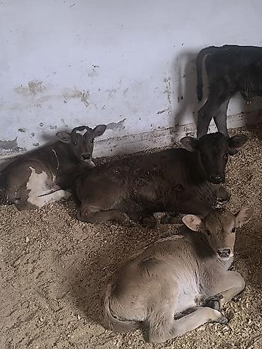 Коровы, быки: Продаю | Музоо, торпок | Для молока | Привязанные — 15