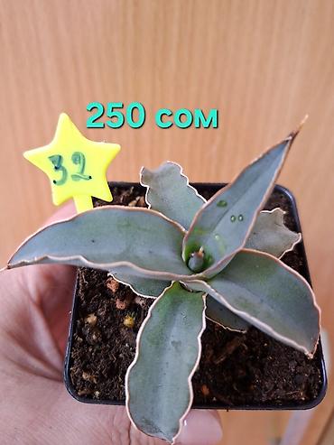 Драцены и Сансевиерии: Суккуленты Sansevieria (сансевиерия) в горшках 6–7 см. Компактные — 3