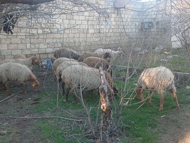 Qoyunlar, qoçlar: Məhsul: Qoyun sürüsü ana bala heyvanlardlr.icinde qocda var.hamlsl — 5