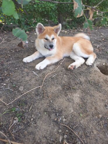 pudel balası: Akita-inu, 3 ay, Erkek, Peyvəndli, Pulsuz çatdırılma