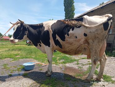 узи для коров: Продаю | Корова (самка) | Голштин | Для разведения, Для молока | Стельные