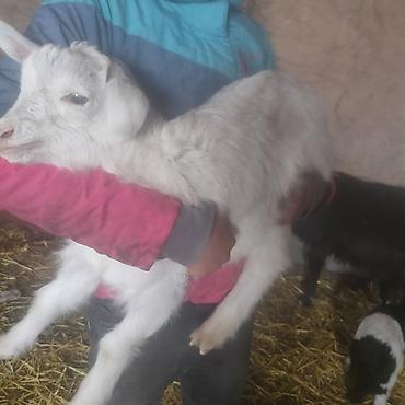 Другие животные: Козлёнок 1 месяц крупный 11 тыс. черный . есть белые. порода — 6