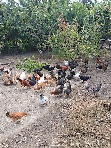etlik cuce satisi: Şəmkir və yaxın yerlərdən kim isdəsən barter edə bilərik içində 10 — 5