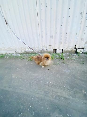 Pekines