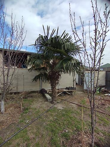 iran xurması ağacı: Trachycarpus fortunei (Külək Palma ağacı) – dekorativ, həmişəyşil — 3