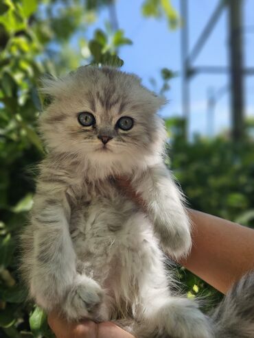 pişik qutusu: Шиншилла, Самка