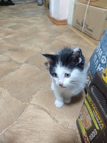 шотланские коты: Отдам котенка в хорошие руки
Возраст: 2 месяца
мальчик
К лотку приучен