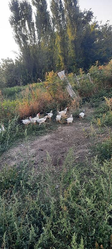 корм для собак бишкек цена: Продаю | Куры, Петух — 6