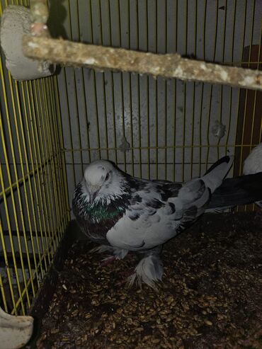 Göyərçinlər: Müxtəlif rənglərdə iki göyərçin təklif olunur. Biri gənc, qəhvəyi, boz — 10