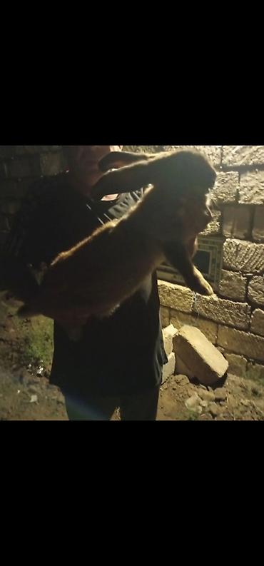 avcarka balası: Salam təmiz qan ətlik Flandr (Flemish Giant) Balaları satılır 20 — 1