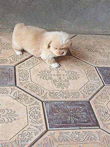 pekin ördeği: Pekines, 1 ay, Erkək, Ünvandan götürmə — 9