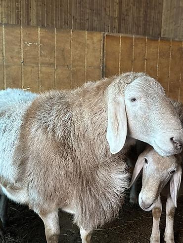 Баран, овца: Продаю | Баран (самец) | Арашан | Для разведения | Племенные, Осеменитель — 11