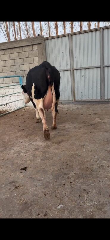 Inəklər, öküzlər: Südlük inək və buzov dəsti - Cins: Holşteyn tipli, xallı (qara‑ağ) — 11