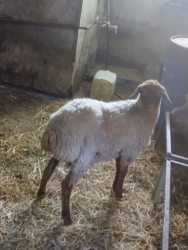 британская голубая кошка: Məhsul: Qoyun (cins növü şəkillərə əsasən təxmini – ağ yunlu, qəhvəyi