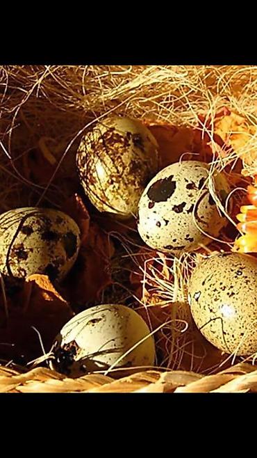 корм перепелам: Яйцо инкубационное перепелов 🐣 Техас в приоритете и немного Феникс — 1