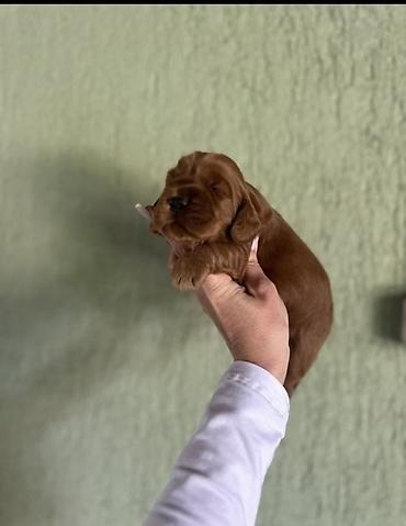 coko merle jazavicar: Nešto novo jedinstveno i posebno dugo smo čekali ovaj trenutak da vam — 3