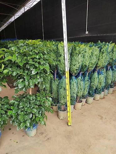 Другие комнатные растения: Комнатное растение с длинными, узкими листьями насыщенного зеленого — 18