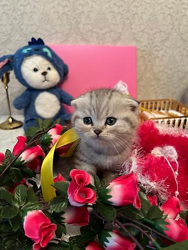 Pişiklər: Şotland — 10