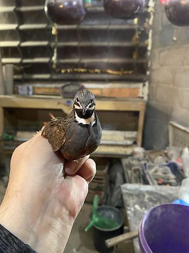 Другие с/х животные: Китайские расписные перепелки - Породы/окрасы: смешанные – тёмные — 10