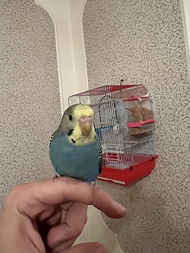 Tutuquşları: 🦜 Xüsusi Danışan Macha – 3 Aylıq Erkək Bala 🦜 Seçilmiş baxım və — 10