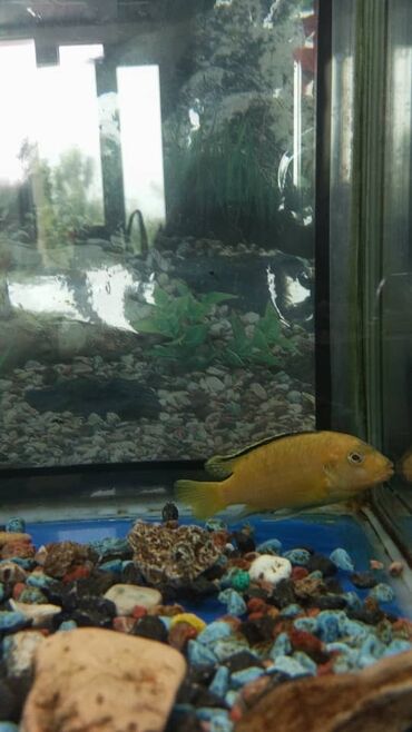 аквариум рыбы: Продаю заводской аквариум 80л,компрессор, фильтр,подсветка,рыбки 2шт